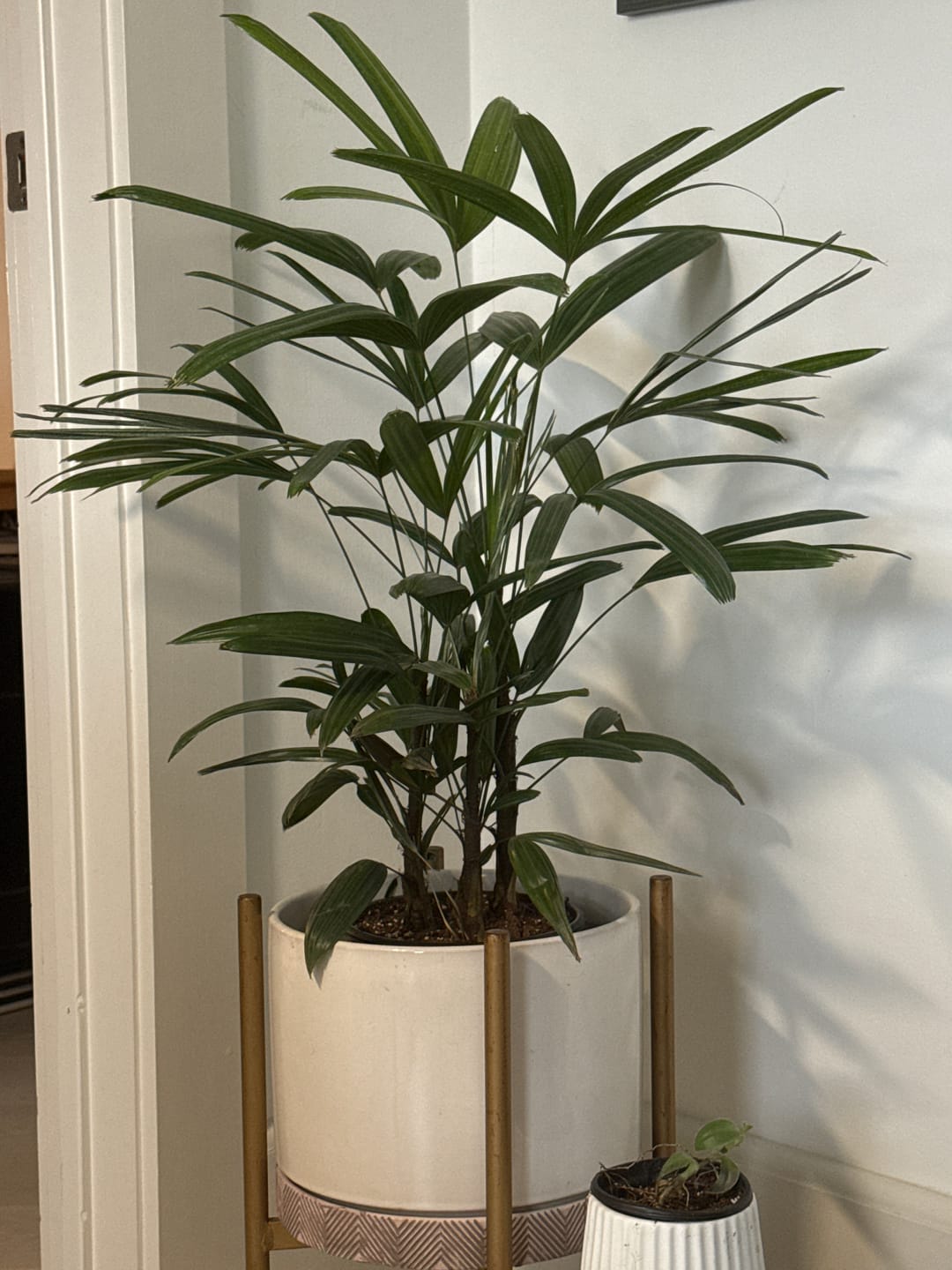 Customer photo review of Lady Palm, Rhapis Excelsa, Indoor Queen Palm