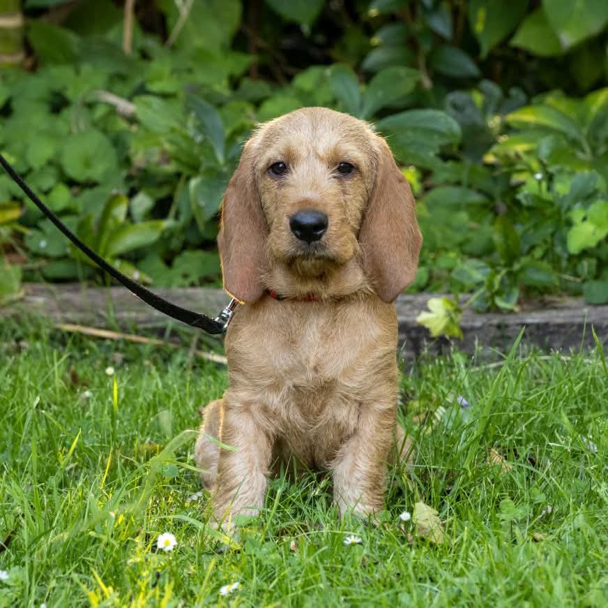 Customer photo review of NexGard SPECTRA for Medium Dogs 7.6-15kg