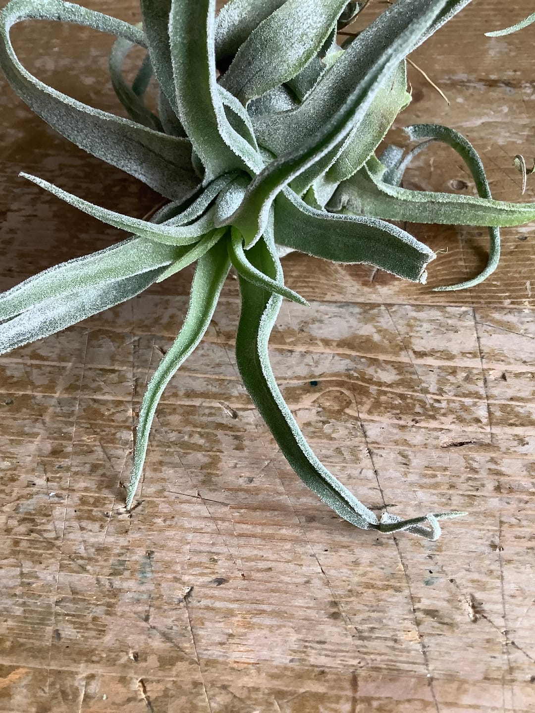 Customer photo review of Tillandsia streptophylla