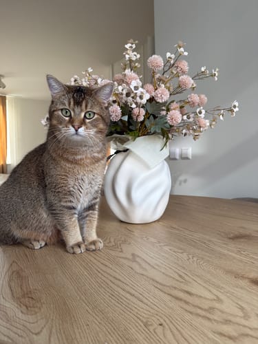 Recensent toont het Wax Arrangement - Crème in een witte vaas op een houten tafel, naast een kat.