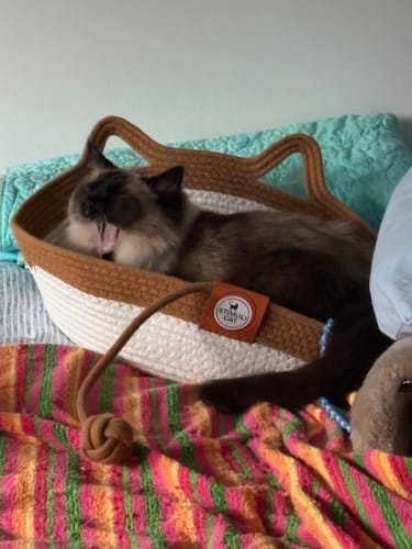 Customer photo review of Instinct Basket | Handwoven & Chemical-Free Cat Territory