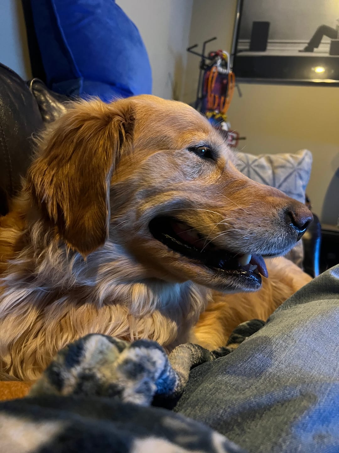 Customer photo review of 6 Inch Monster Braided Bully Stick