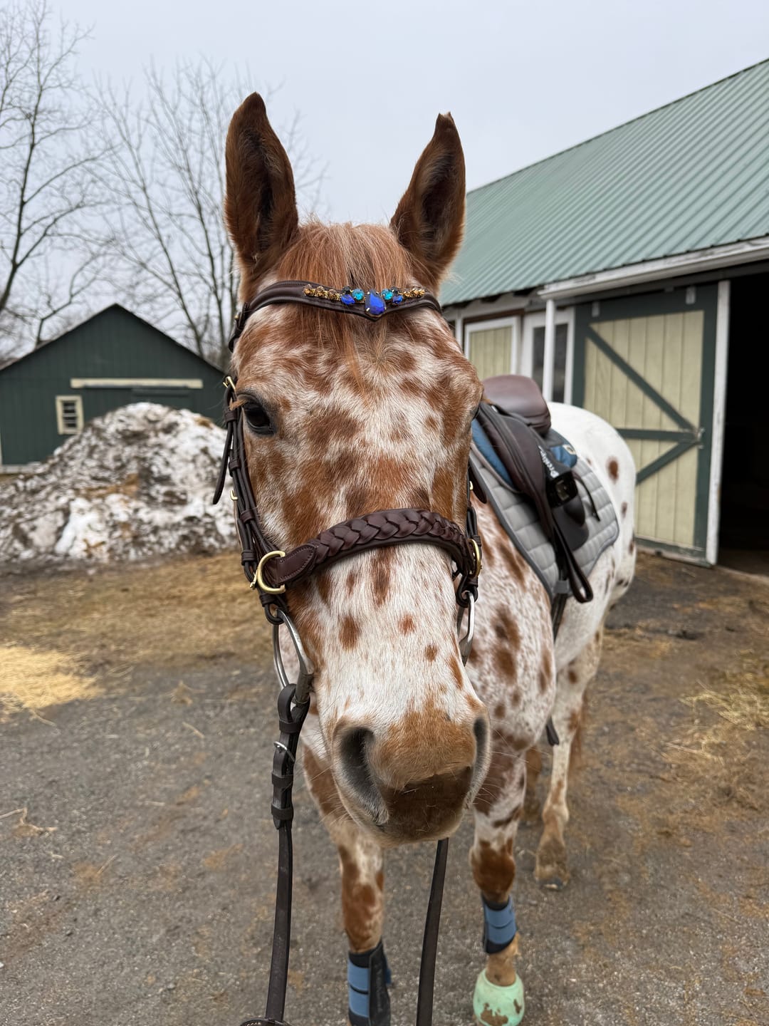 Customer photo review of Odessa bonita Multi Bridle padded - MASEGO bit to bitless system