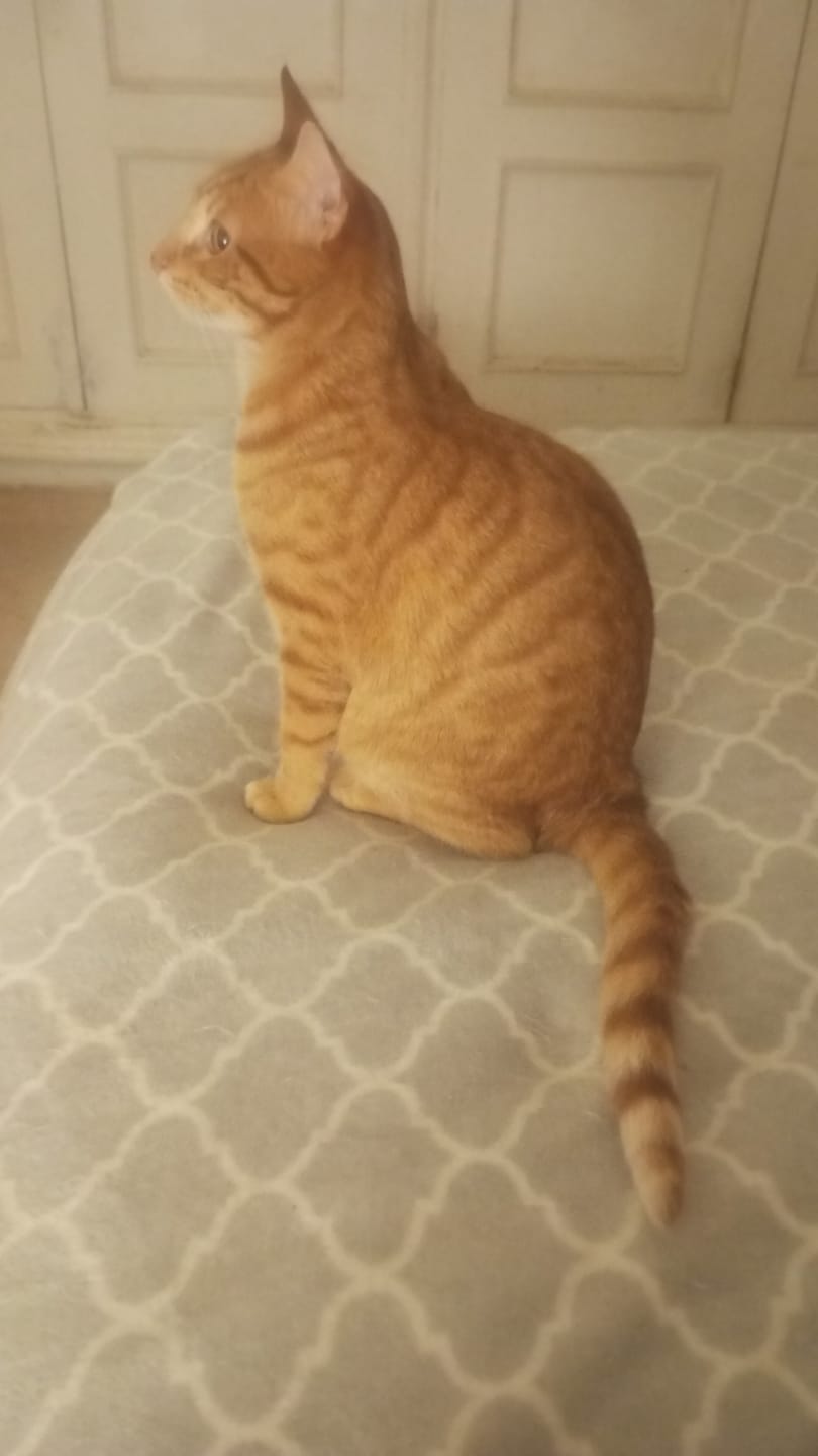 Customer photo review of Cat Adult