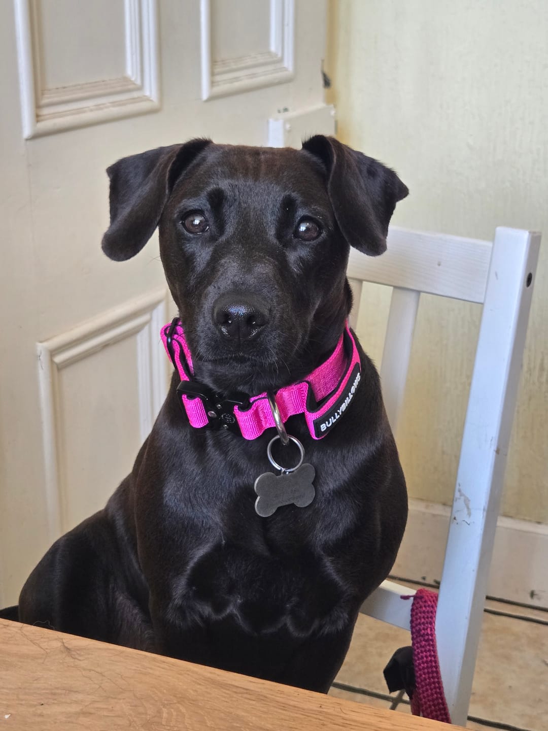 Customer photo review of 2.5cm Combat® Collar | With Handle & Rated Clip - Magenta