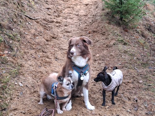 Kundenbild von drei Hunden auf einem Waldweg, die laut Bewertung Happy Tummy erhalten.