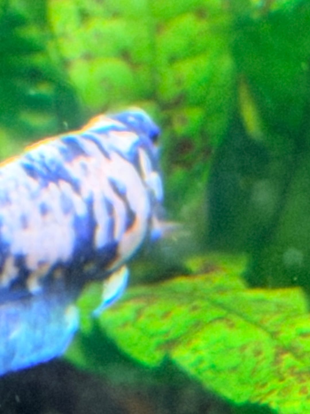 Customer photo review of Female Betta Fish Marble Dot Moo Cow Plakat