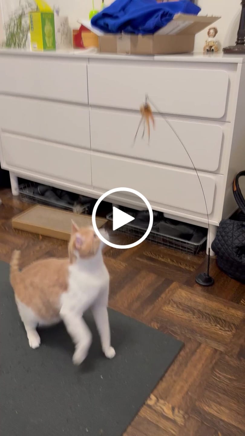 Customer video review of Interactive Bird Simulation Cat Toy Set
