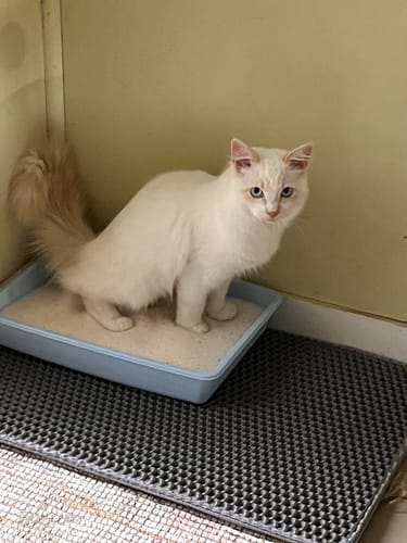 Customer photo review of 3 Month Supply - 1 Cat