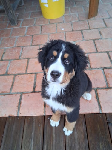 Photo d'un client montrant son adorable chiot Bouvier Bernois, pour qui le collier anti-fugue GPS est utilisé.