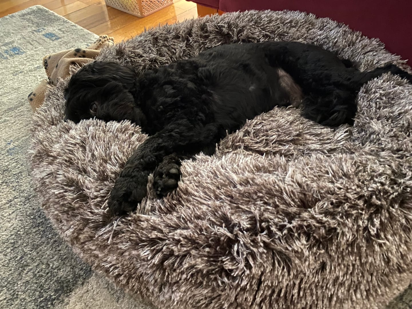 Customer photo review of Calming Pet Bed with Removable Cover