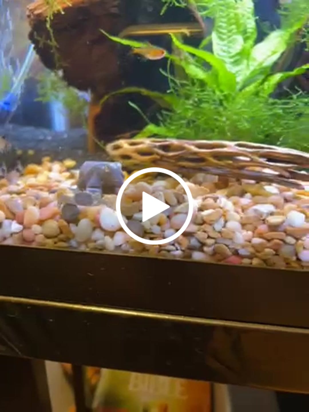 Customer video review of Freshwater Pom Pom Crab (Ptychognathus barbatus)