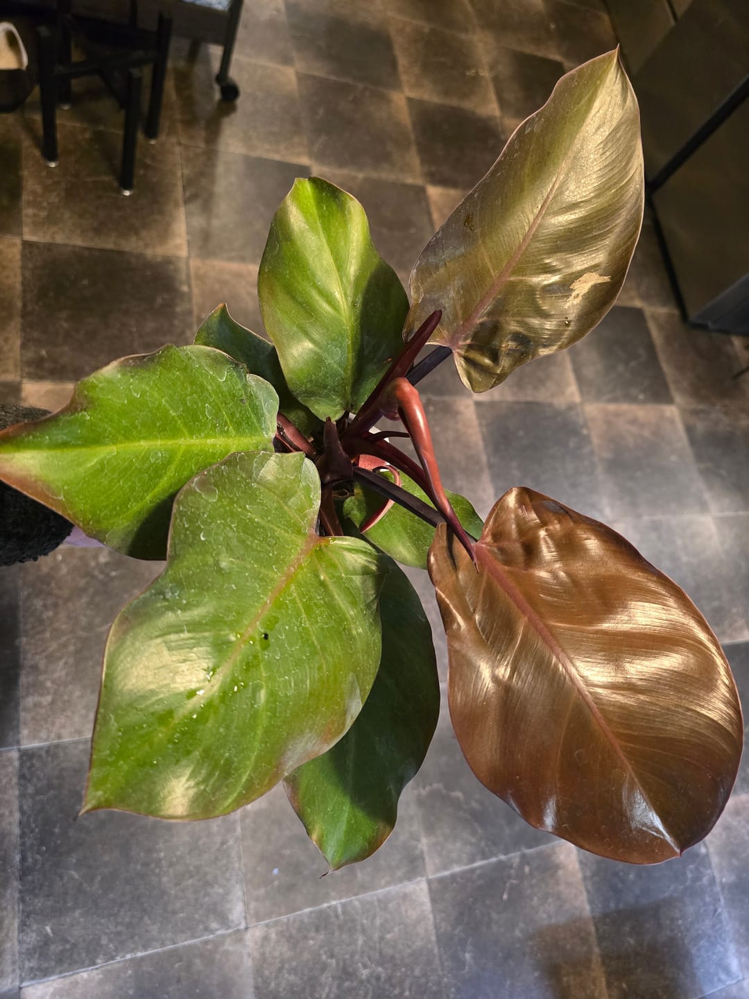 Customer photo review of Philodendron 'McColley's Finale'