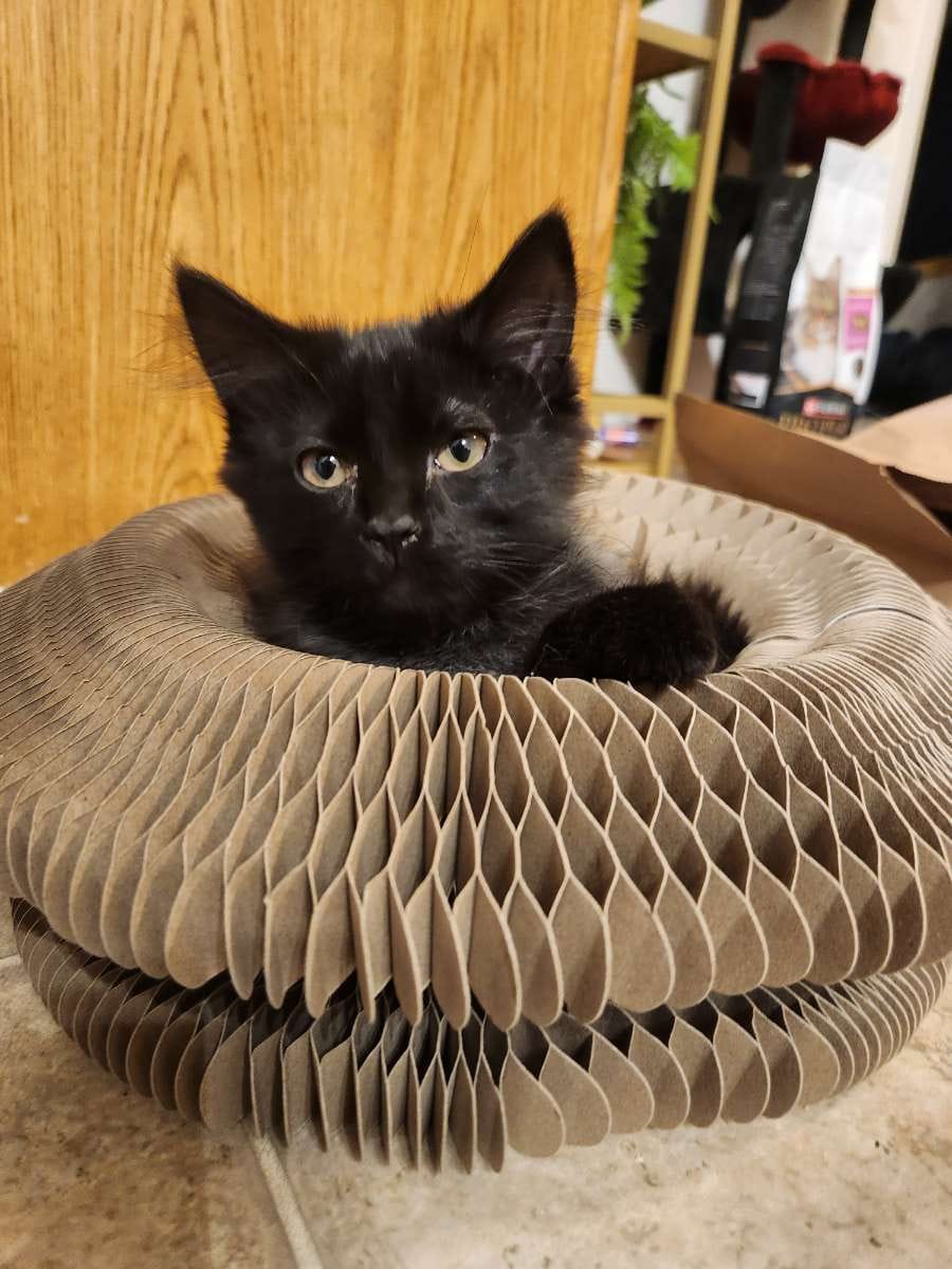 Customer photo review of Scratcher Cat Toy with Ball – Interactive Fun for Your Feline