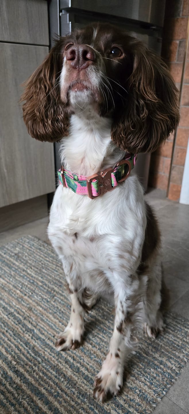 Customer photo review of 2.5cm Lighter Combat® Collar | Pink Camouflage