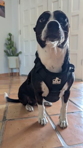 Customer photo review of No Pull Bully Proof Harness