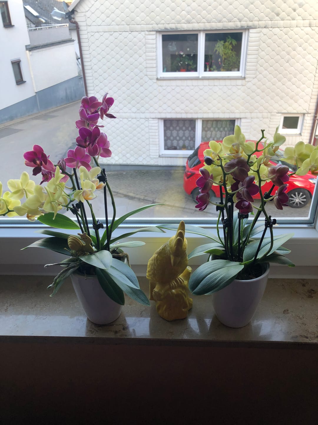 Customer photo review of Cocktail Orchideen im 2er Set mit 3+ Rispen inkl. Keramikvase