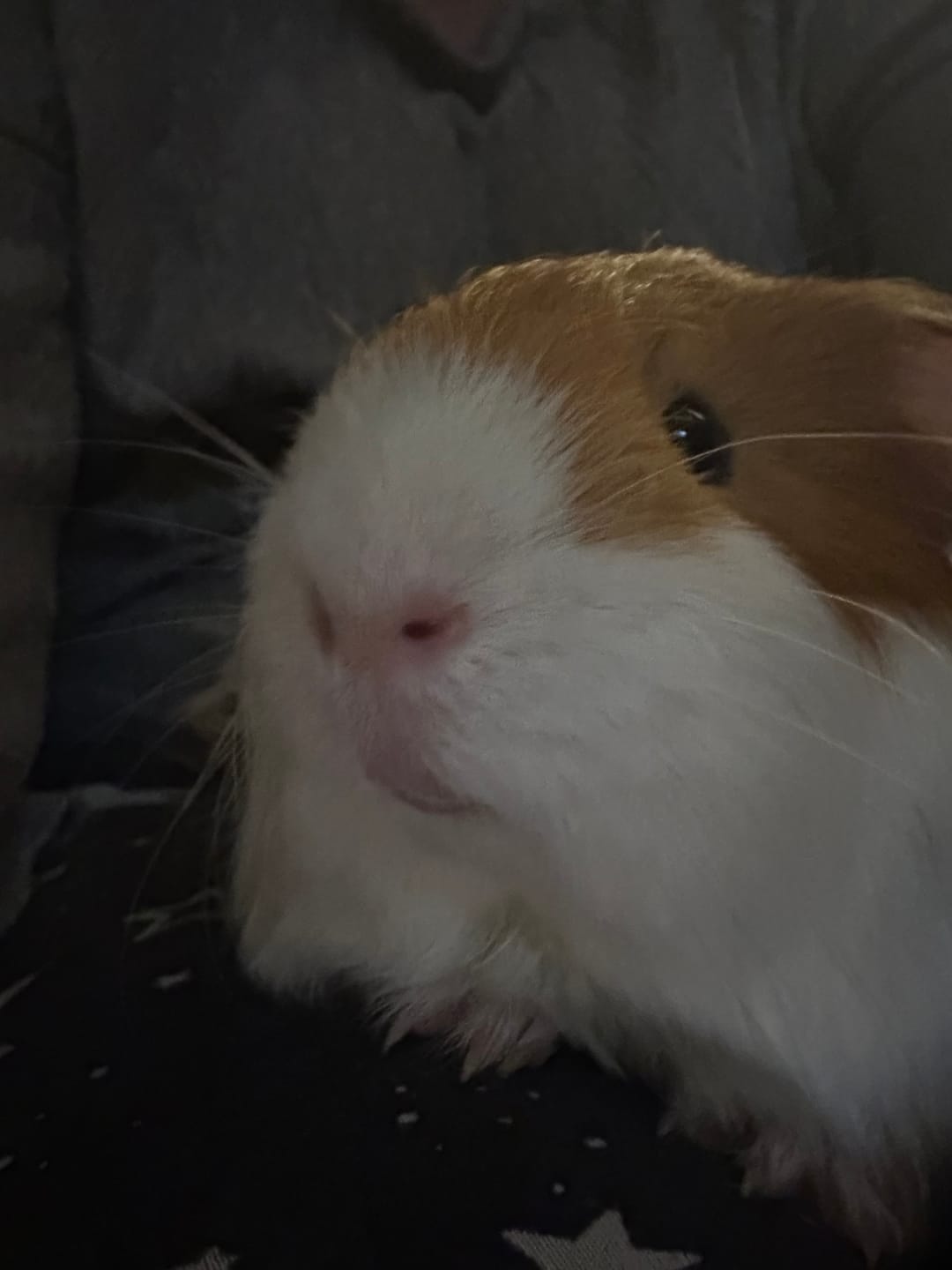 Customer photo review of First Cut Timothy Hay - Ultra Premium Canadian Hay for Rabbits and Guinea Pigs