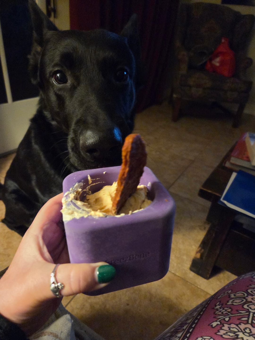 Customer photo review of Freezbox - Super Tough Treat Toy