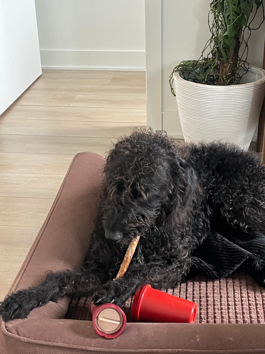 Customer photo review of 10-12 Inch Champion Chew