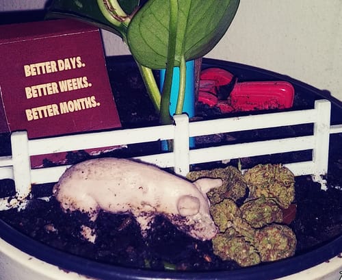 Reviewer's creative display of Greenhouse Smalls in a planter with a toy pig and a white fence.