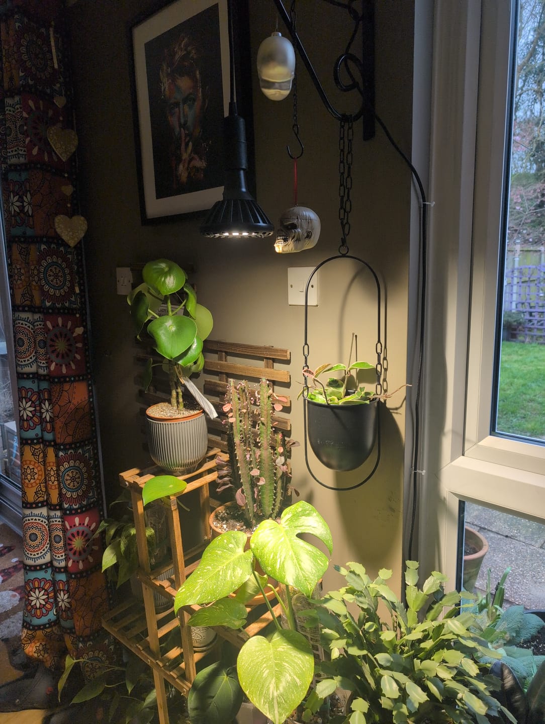 Customer photo review of Pianta 30 Grow Light and Enna Ceiling Pendant Bundle