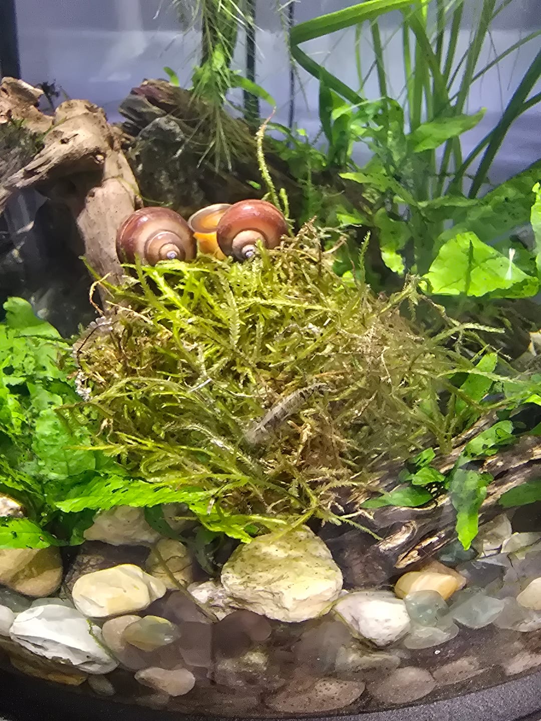 Customer photo review of Java Moss (Golf Ball Size)