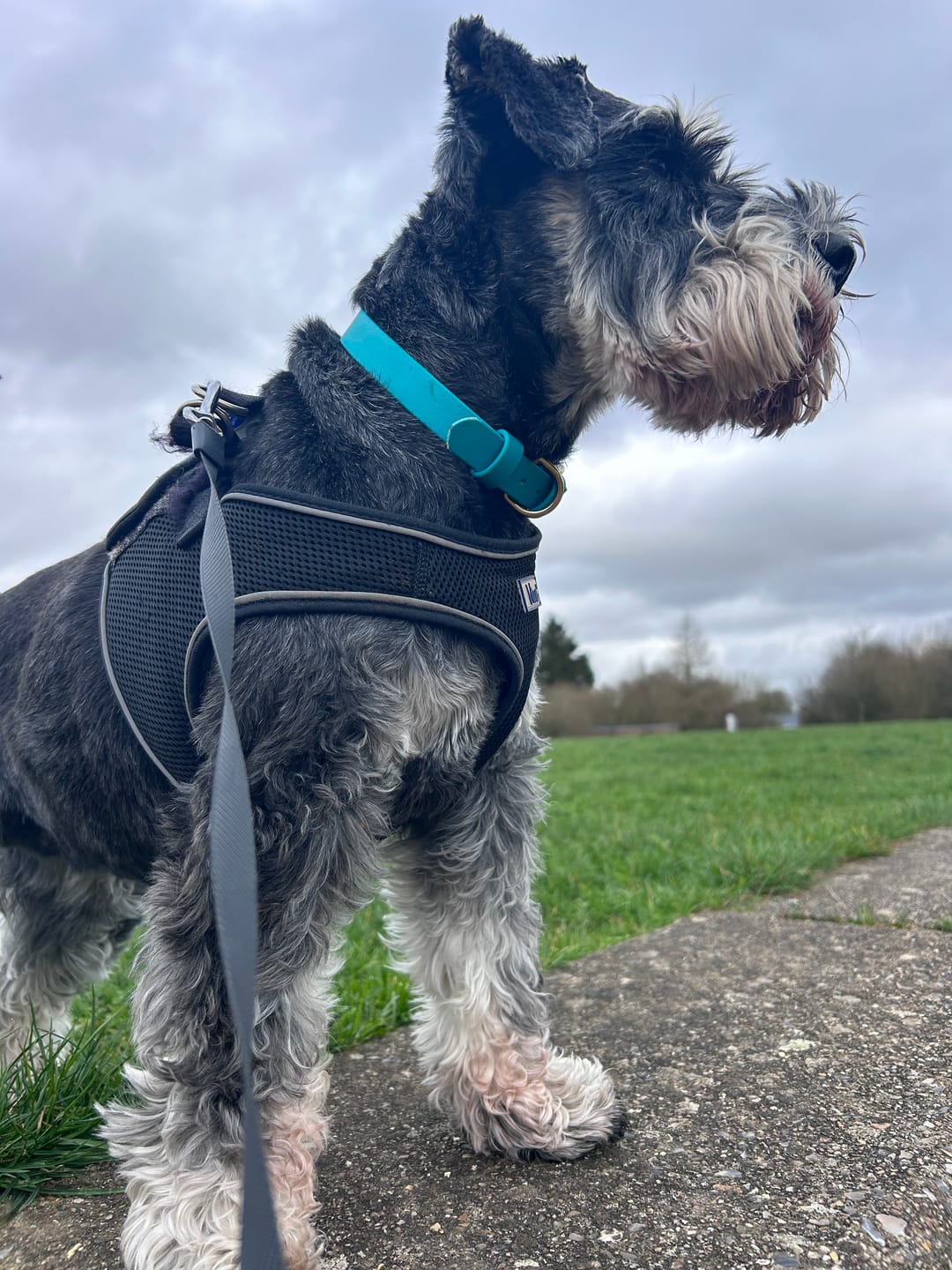 Customer photo review of All Weather Dog Collar