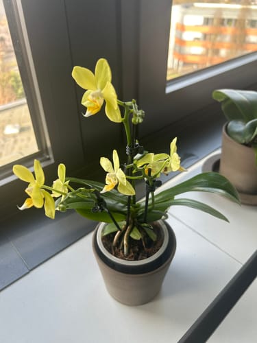 Rezensent zeigt die Orchidee Table Dance La Paz mit gesunden, gelben Blüten auf einer Fensterbank.