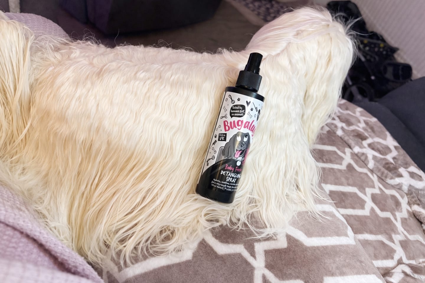 Customer photo review of Baby Fresh Detangling Spray for Dogs