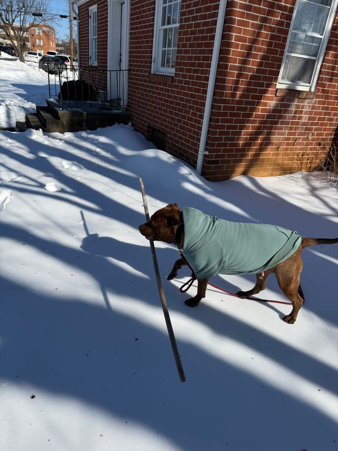 Customer photo review of Camo Dog Hoodies