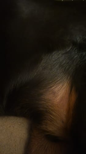 Close-up of a customer's dog, showing a lump on its dark fur as mentioned in their review of Petsmont Buddy Guard.