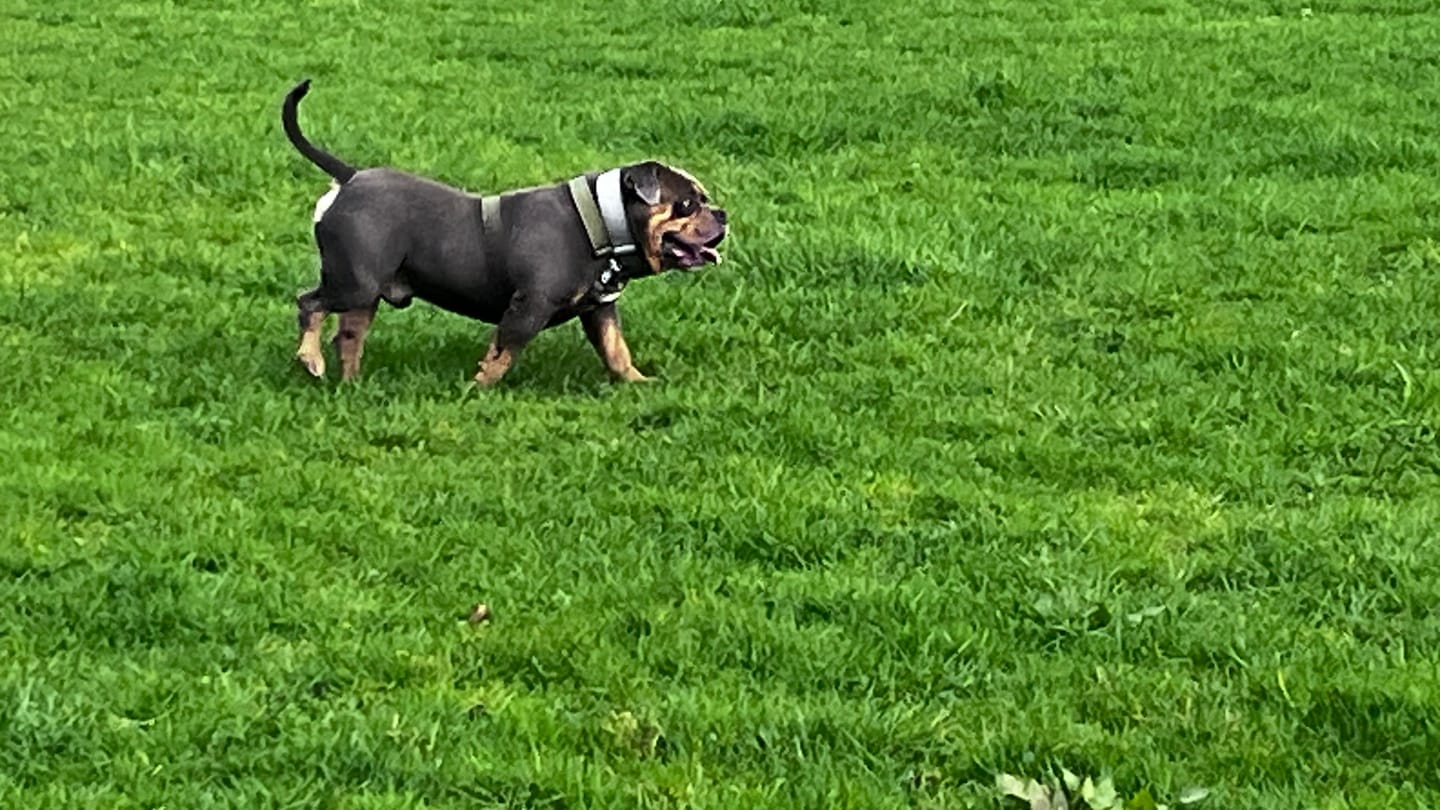 Customer photo review of Training Anti Pull TRI-Harness® | M-XL Breeds - Khaki