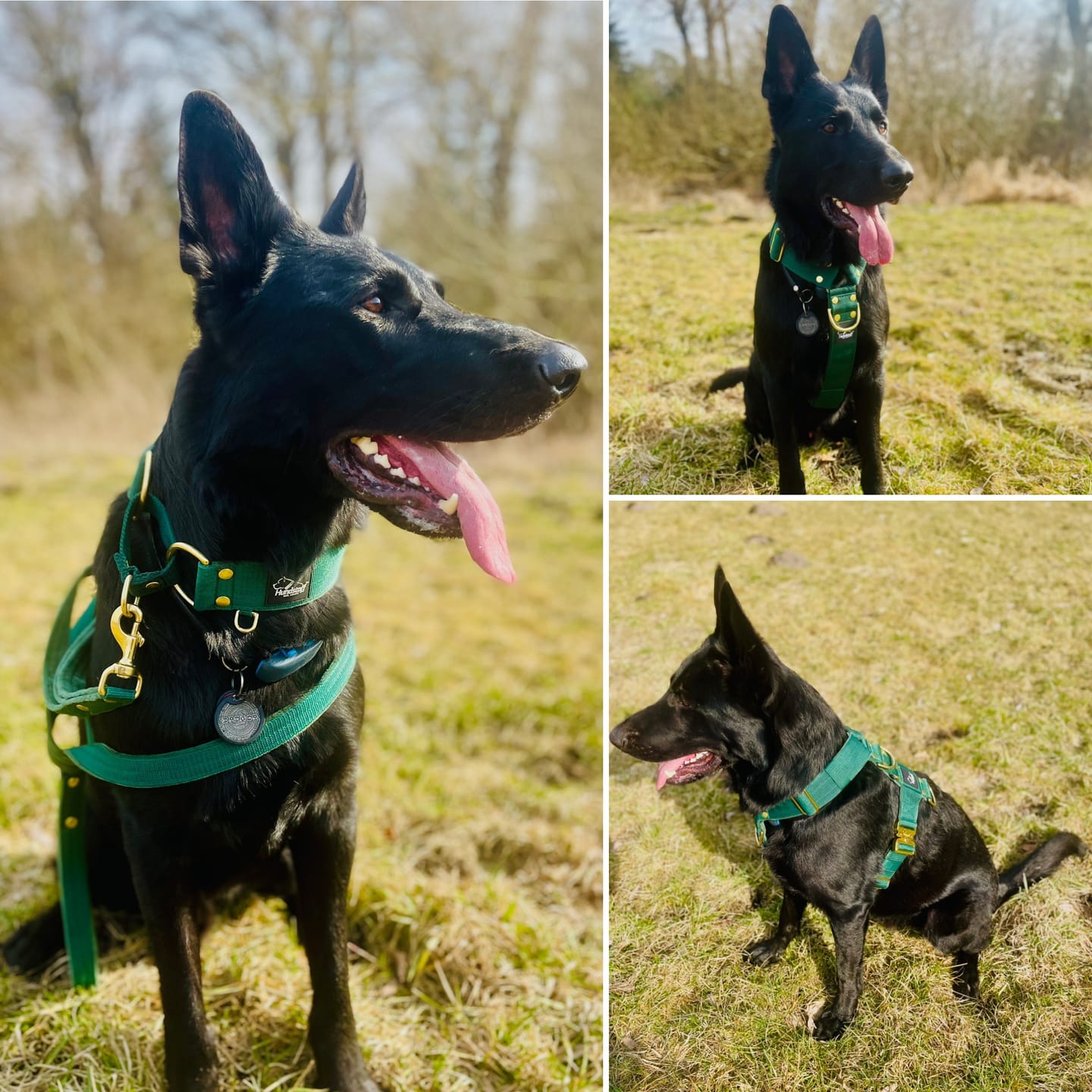 Customer photo review of Martingale Golden Forest Green - Brett fodrat halsband halvstryp