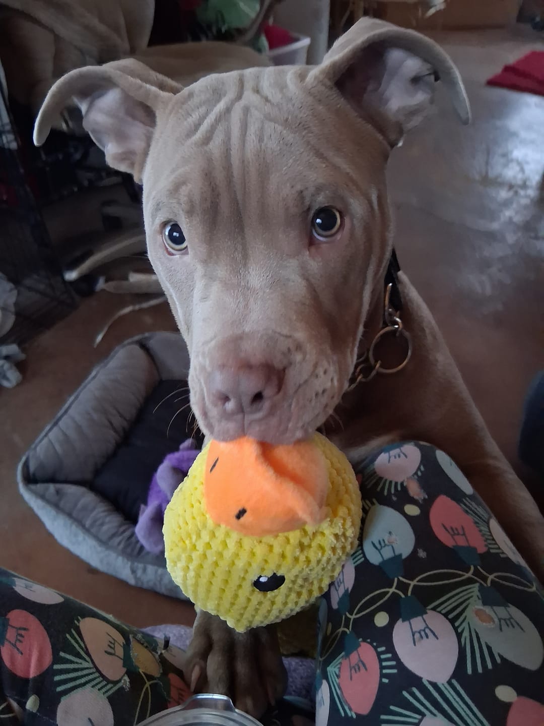 Customer photo review of [BEST SELLER] Calming Duck Dog Toy