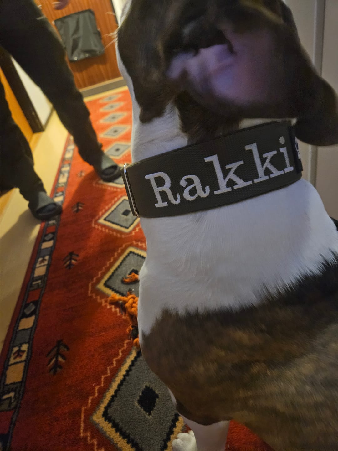 Customer photo review of Hundhalsband med namn