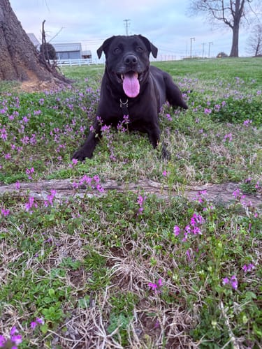 Customer's happy black dog lying in a field of green grass and small purple flowers.