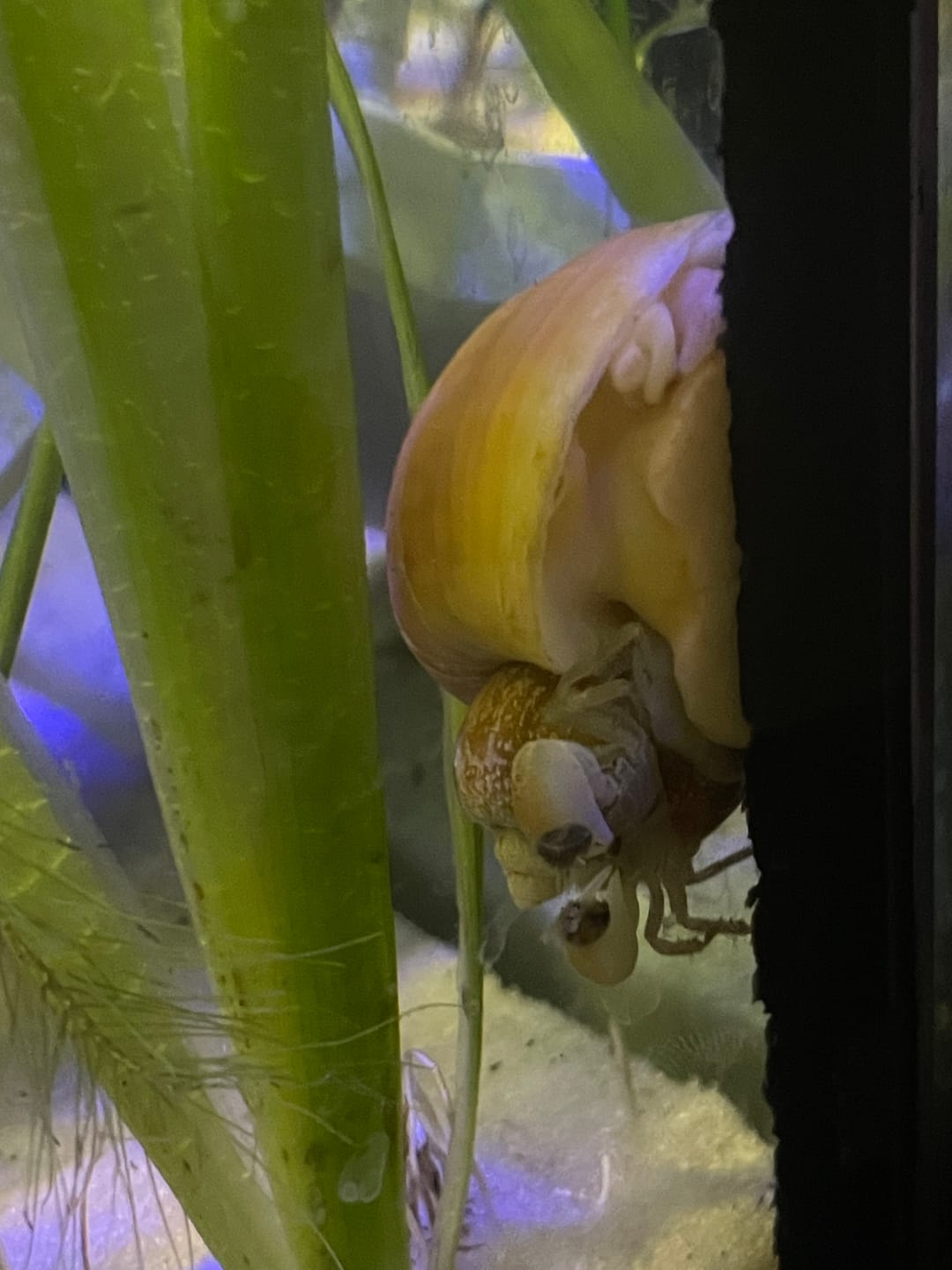 Customer photo review of Freshwater Pom Pom Crab (Ptychognathus barbatus)