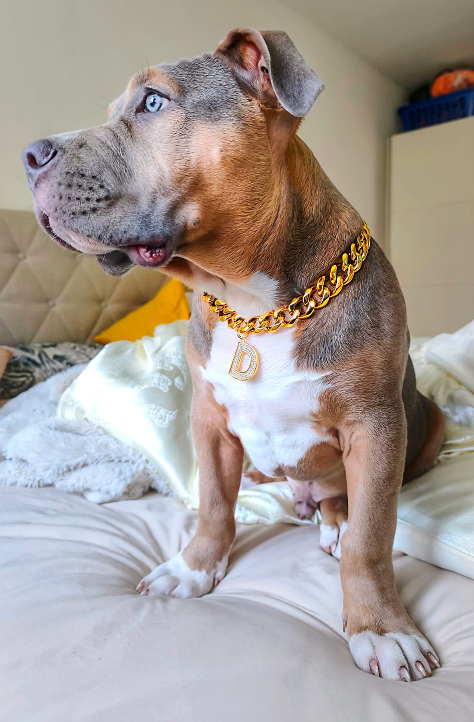 Customer photo review of Cuban Link Chain Dog Collar - Gold