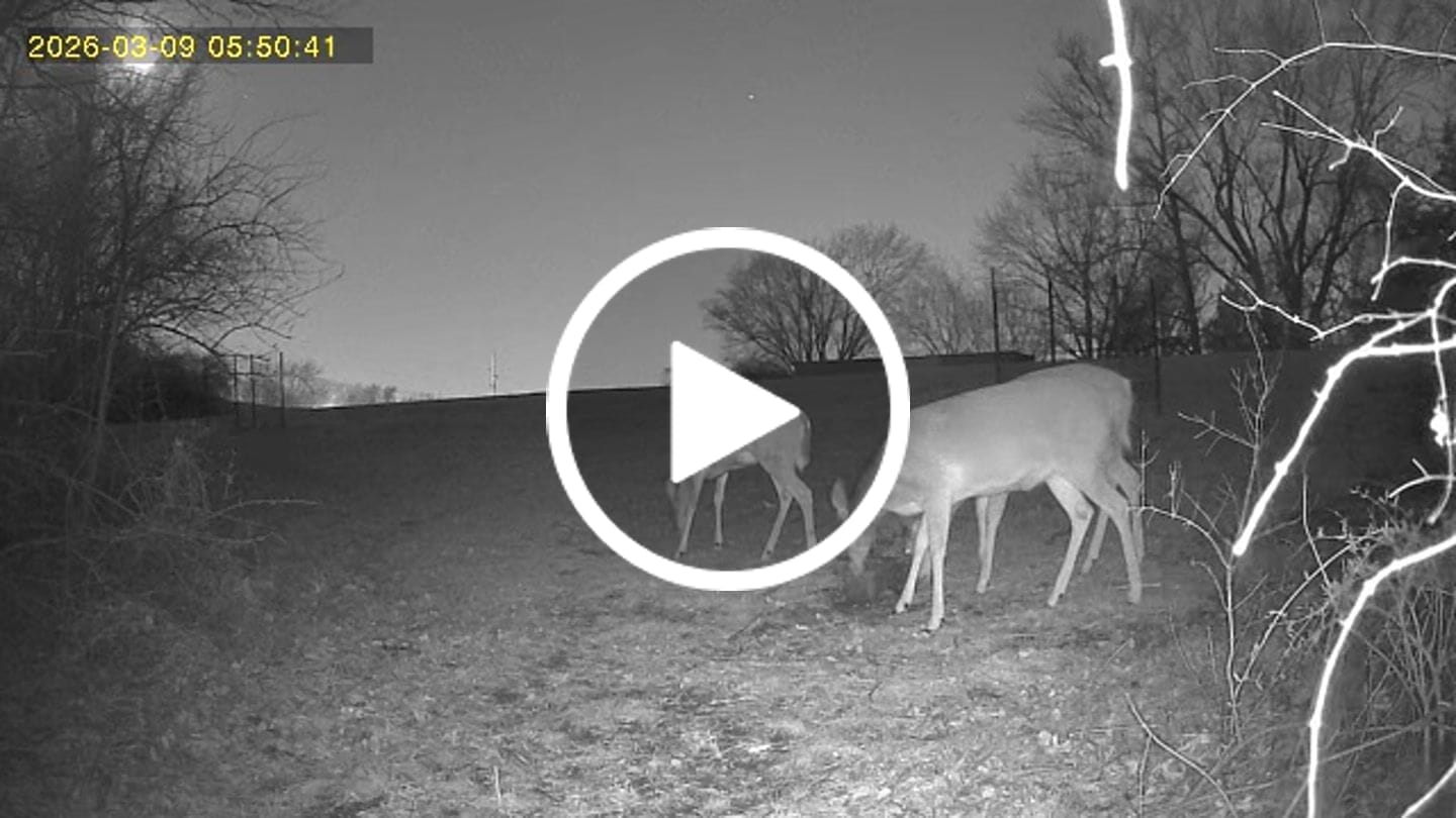 Customer video review of Antler IV Mineral Attractant