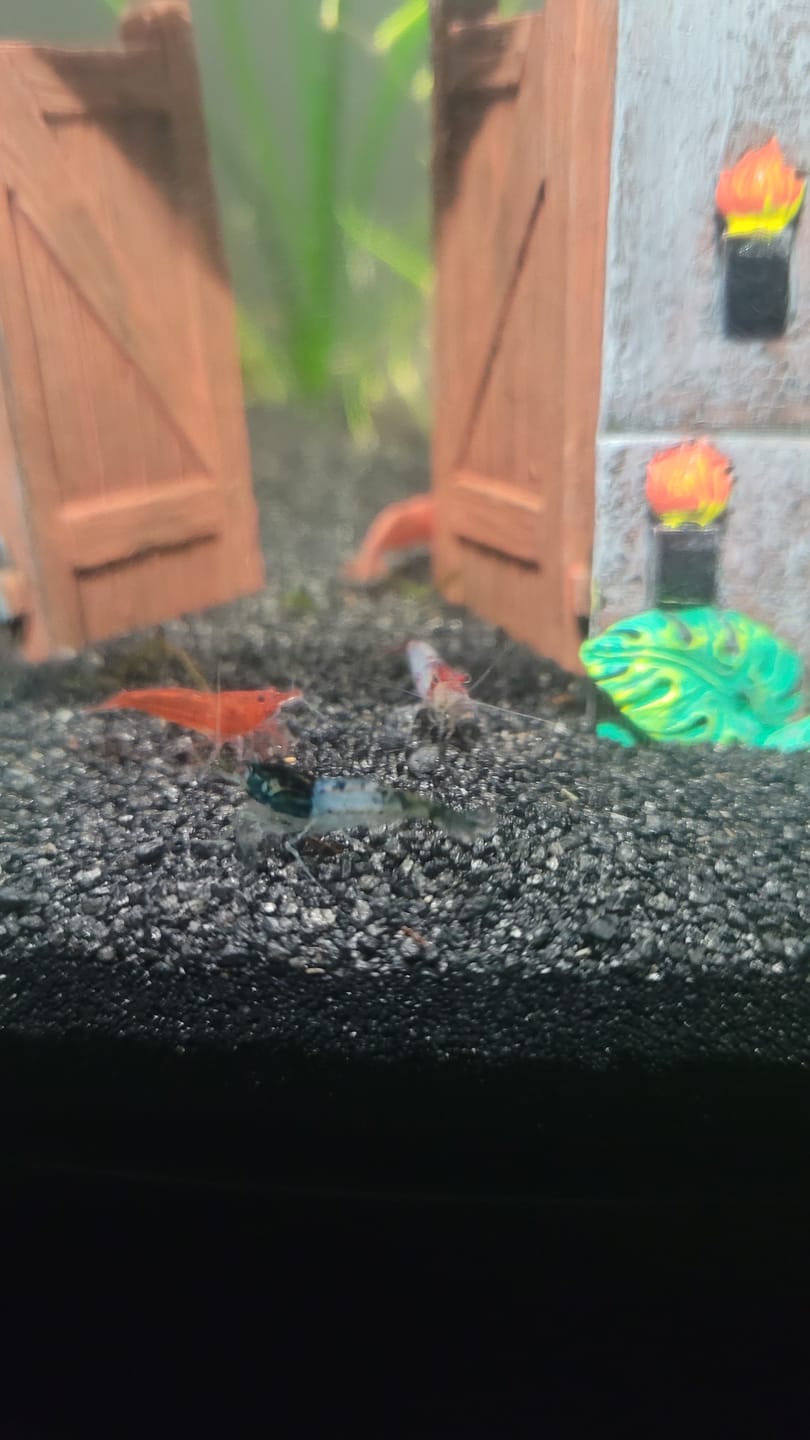 Customer photo review of Carbon Rili Shrimp