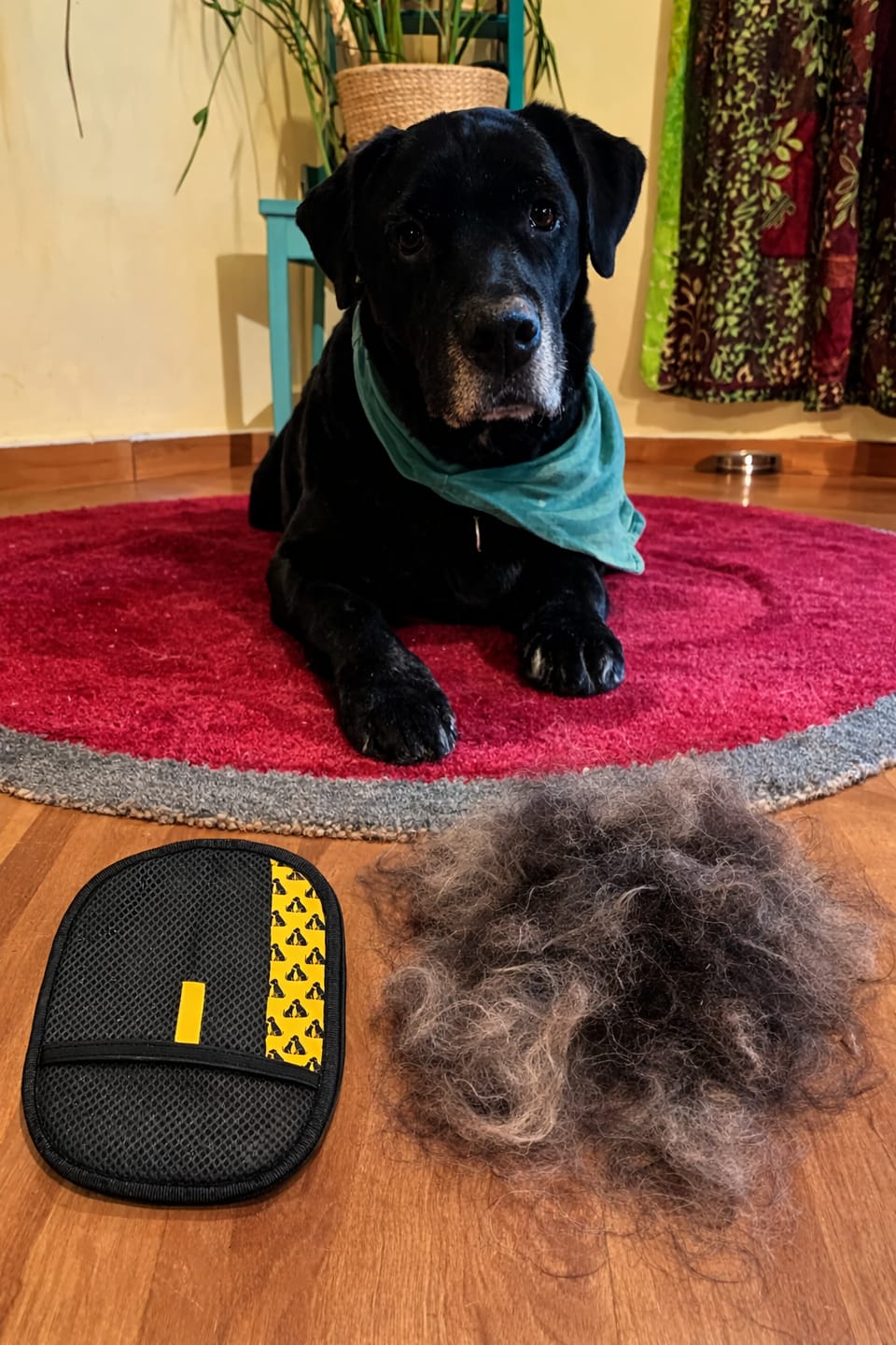 Customer photo review of Magnet Pro™ – Reusable & Eco-Friendly Anti Hair Glove