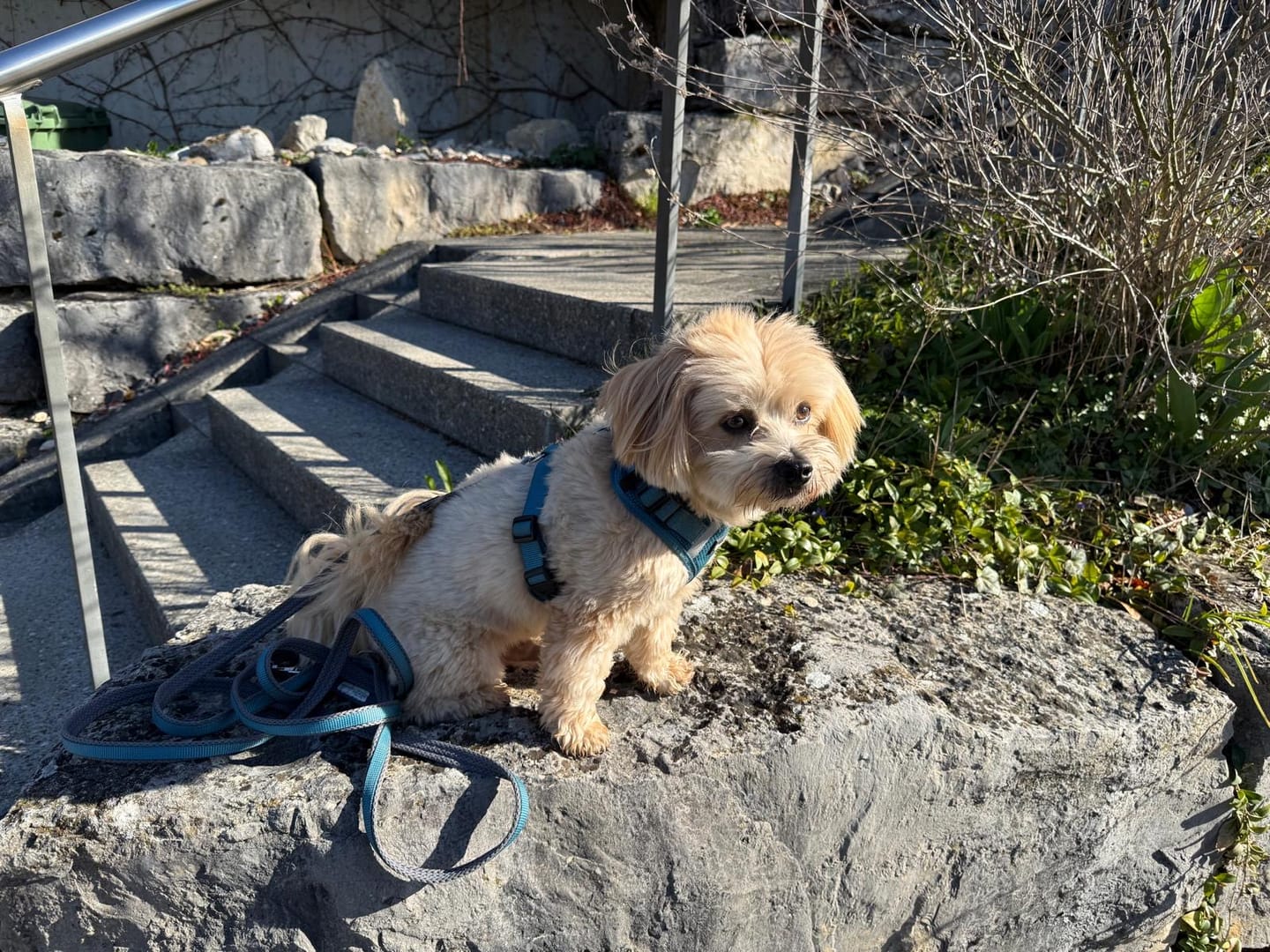 Customer photo review of Mesh Vest weich gepolstertes Hundegeschirr