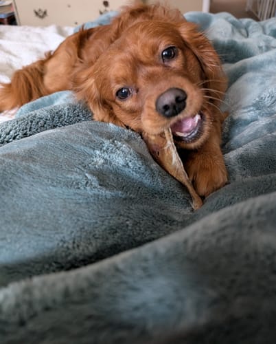 Reviewer's cute golden retriever lying on a soft blue blanket while chewing on a Pig Ear.