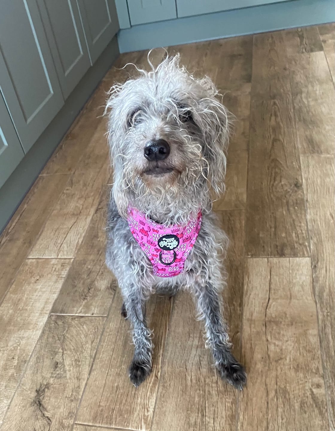 Customer photo review of Needy bi**h harness