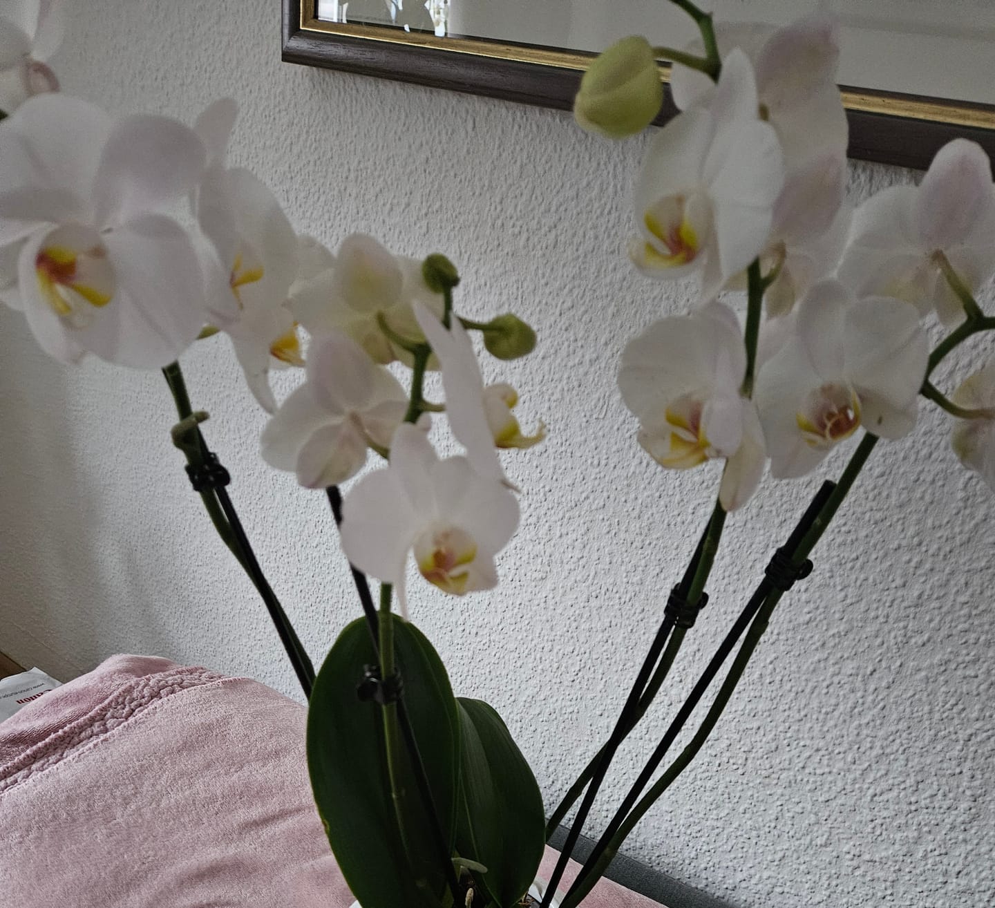 Customer photo review of Große Two of Us Weiß mit weißen Blüten und 5+ Rispen