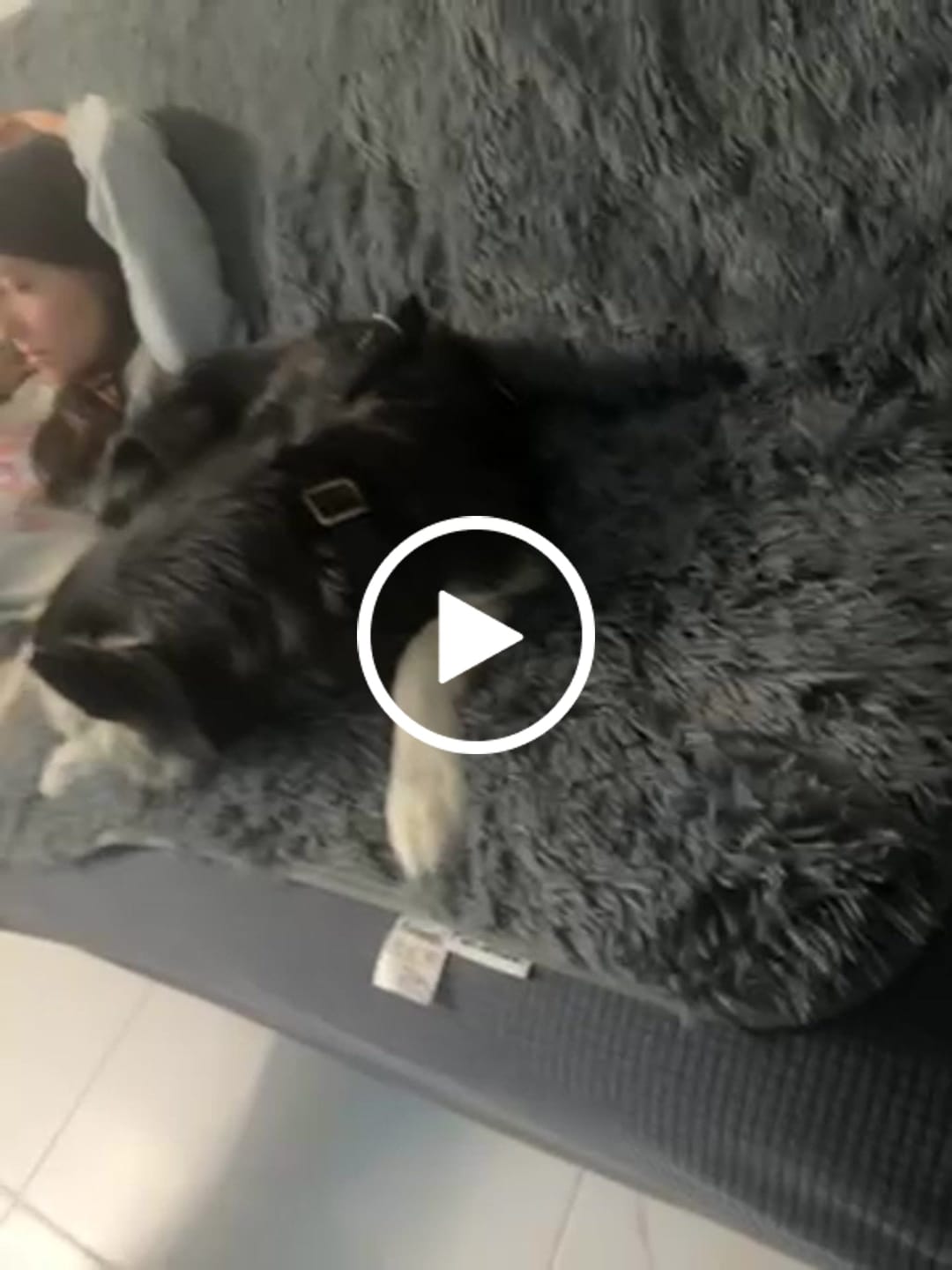 Customer video review of Cobija Impermeable para Perros