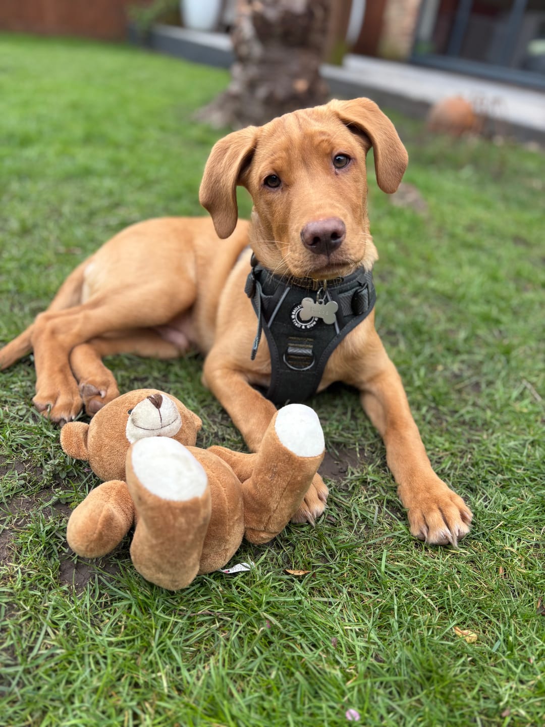 Customer photo review of Trail & Glow Tweed Dog Harness - Forest Tweed
