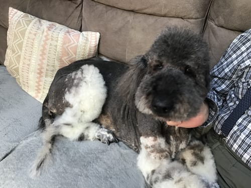 Le caniche âgé d'un client se reposant confortablement sur un canapé gris.