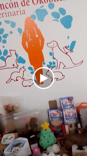 Customer video review of CT2888 1 Pieza De Correa Para Mascota